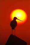 Grutto (Limosa limosa) met opkomende zon, Arkemheen